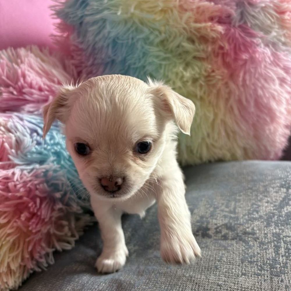   Deux petites femelles Chihuahua recherchent leur famille pou 
