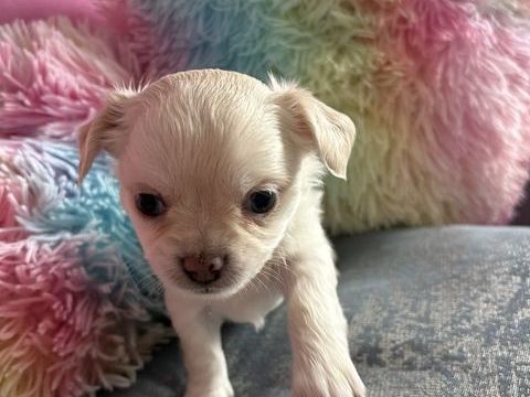 Deux petites femelles Chihuahua recherchent leur famille pou 980 78300 Poissy
