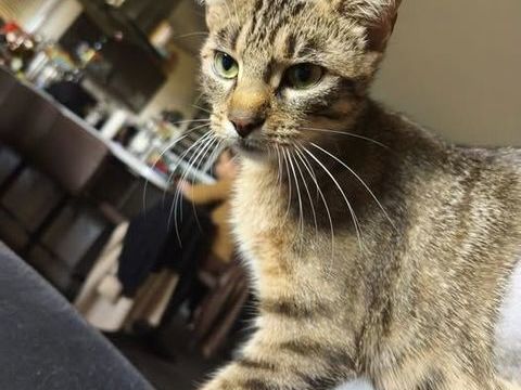 Chat CANNELLE à l adoption 200 07130 Saint-romain-de-lerps