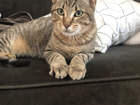 Laïkp 220 44000 Nantes