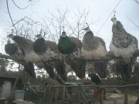 paon 70 24600 Rib�rac