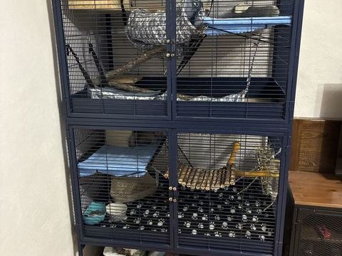 2 chinchilla + cage + accessoire 600 33112 Saint-laurent-médoc