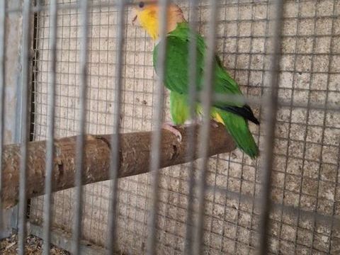 caiques cuisses verte 450 13129 Salin de giraud