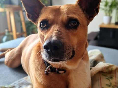 Lucy la tendresse 350 78600 Maisons-laffitte