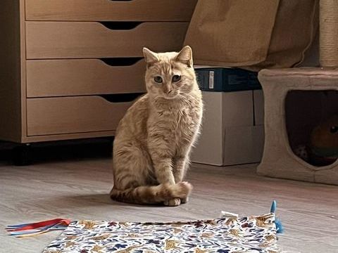 Belle chatte rousse a l'adoption 140 11000 Carcassonne