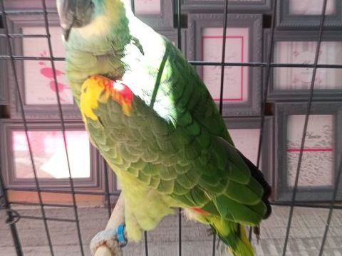 Amazone &agrave; front bleu Femelle 600 33000 Bordeaux