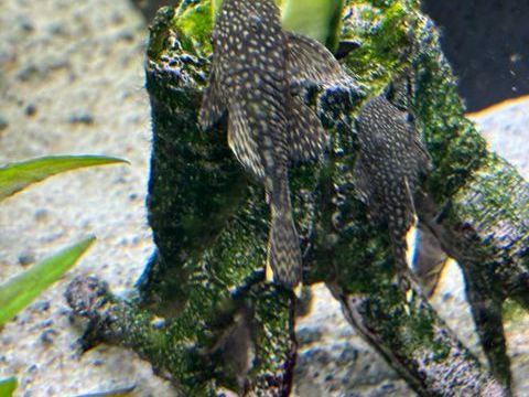 Don Ancistrus 0 77760 Recloses