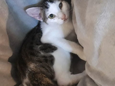 Tarzan,adorable chaton cherche foyer pour la vie 200 84190 Vacqueyras