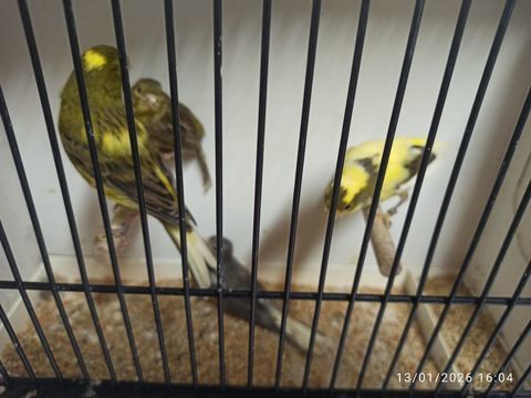 Canaris razzas 60 77400 Saint-thibault-des-vignes