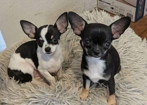Adorables chiots Chihuahua 600 12390 Goutrens