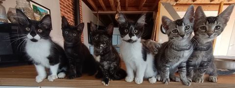 Chatons crois&eacute; maine coon 500 56130 Nivillac