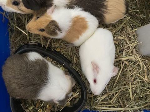 cobaye 18 97440 Saint-andr�