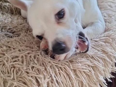 Poupi petite chihuahua c&acirc;line 400 52100 Saint-dizier