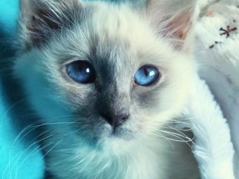 Chatons sacr&eacute; de birmanie LOOF 1250 44350 Gu�rande