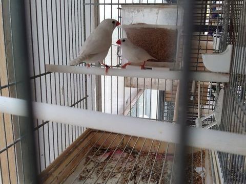 Mandarin 25 93600 Aulnay-sous-bois