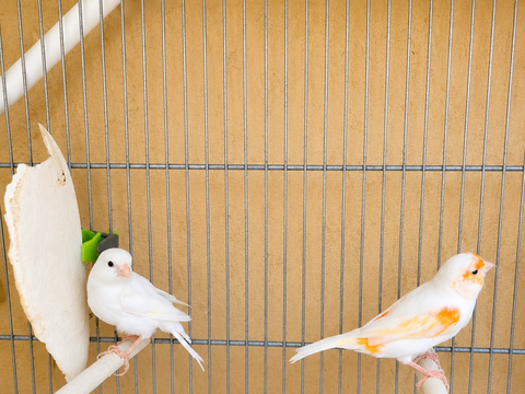 Couple canaris 2025 reproducteur 30 06340 La trinité