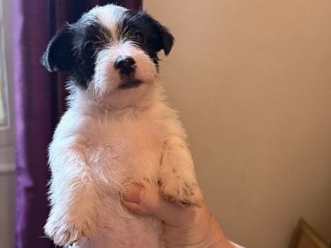 ? &Agrave; R&Eacute;SERVER ? 2 CHIOTS COTON DU TULEAR ? 0 38350 La mure