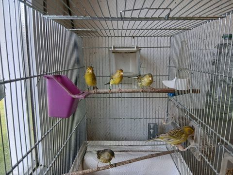 Canaris 20 45340 Chambon-la-for�t