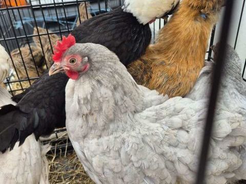 Poules p&eacute;kins 25 03470 Mon�tay-sur-loire