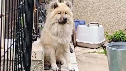 Chien VOLF à l adoption 210 07430 Vernosc-ls-annonay