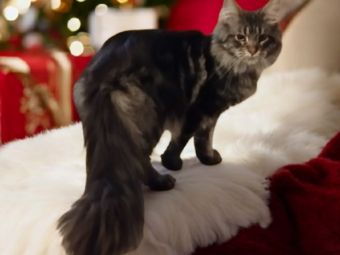 Maine Coon Loof  600 56140 Tral