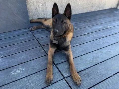Chien ARES &agrave; l adoption 350 26790 La baume-de-transit