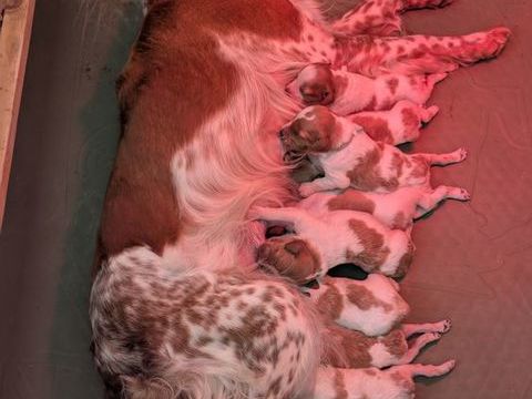 Chiots &Eacute;pagneul Breton LOF &Agrave; RESERVER 650 29460 Daoulas