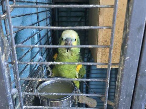 Perroquets Amazon &agrave; front bleu 1500 83170 Brignoles