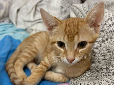 DORITO 220 95610 �ragny