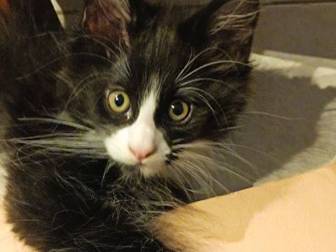 Chatons Mainecoon 1000 30000 Nmes