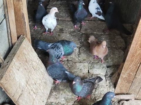 PIGEONS 10 63000 Clermont-ferrand
