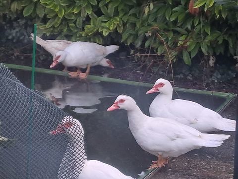 CANARDS DE BARBARIE  MALE OU FEMELLE 20 16730 Trois-palis