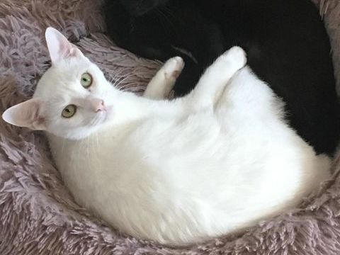 Camille Lou et Evangeline recherche Adoptant ou Famille d'accueil 290 92290 Chtenay-malabry