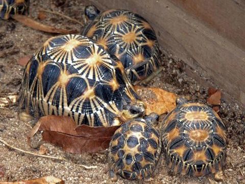 Recherche tortues exotique 0 44680 Saint-hilaire-de-chal�ons