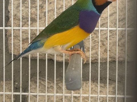 Oiseau gould 50 93330 Neuilly-sur-marne