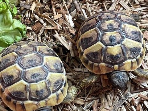 TORTUES JUVENILES 2025 60 34090 Montpellier