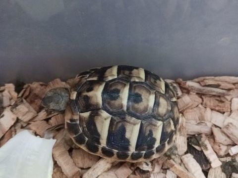 Tortues GRECQUES n&eacute;es pendant l'&eacute;t&eacute; 2025 40 30000 N�mes