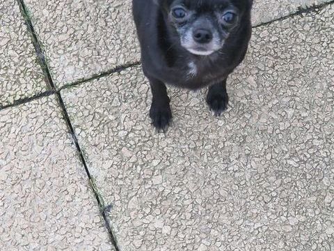 Chihuahua pl court bleue fonc&eacute;. 800 37120 Luz�