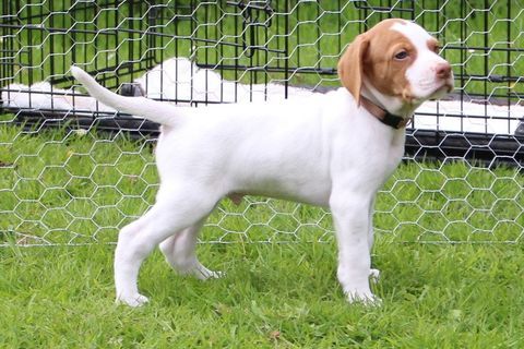 Chiots M&acirc;les Braque Saint Germain LOF Parents Champions 1200 14340 Manerbe