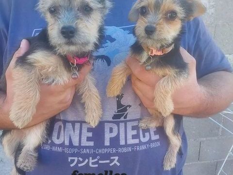 Chiots croises chihuahua/ yorkshire 550 89144 Varennes