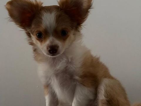 chiot chihuahua poils long  male fauve 850€
Non lof 850 31190 Mauressac
