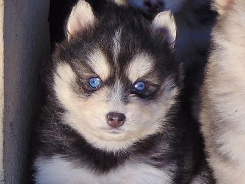 Pomsky Mini F4 aux Lign&eacute;es prestigieuses 1500 31800 Lodes