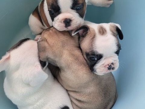 BOULEDOGUE FRANCAIS LOF  &agrave; r&eacute;serv&eacute; 1800 34350 Vendres