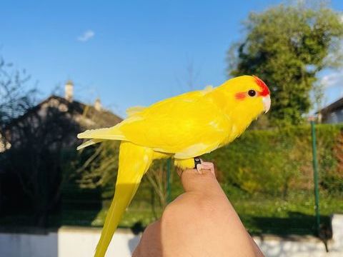 Tr&egrave;s Beaux Kakariki EAM Bien Apprivoiser Bleu et lutino 100 94450 Limeil-br�vannes