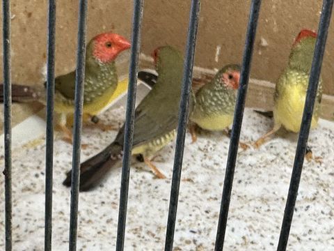 Oiseaux exotiques 
65 93420 Villepinte