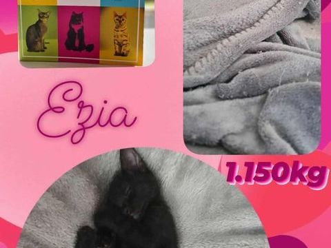 Ezia 230 69150 Dcines-charpieu