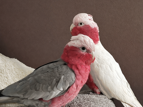 Jeune couple de cacato&egrave;s rosalbin eam 3000 41220 Thoury