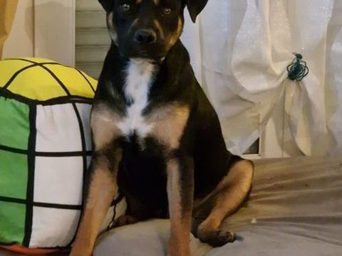 KOVU, magnifique crois&eacute; Berger et Rottweiler &agrave; adopter via l'association UMA 350 44340 Bouguenais