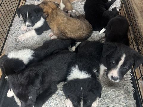 Tabac adorable chiot de troupeau
candidat &agrave; l'adoption 0 81600 Gaillac