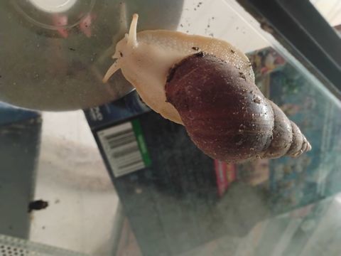 Escargots géant d'Afrique 5 63350 Crevant-laveine